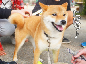 柴犬コマリ　プレゼント企画