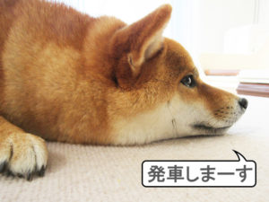 柴犬コマリ　新幹線