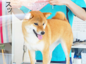 柴犬コマリ　シャンプー