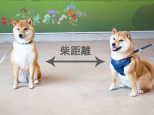 柴犬コマリ　こまめちゃん