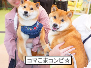 柴犬コマリ　ドッグラン