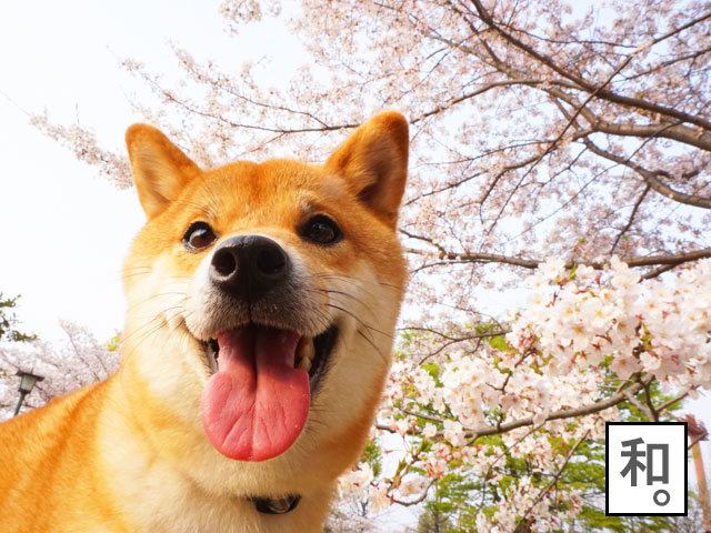 柴犬コマリ　桜