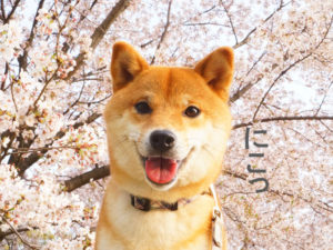 柴犬コマリ　桜
