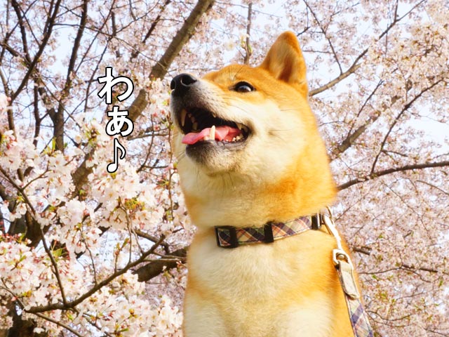 柴犬コマリ　桜