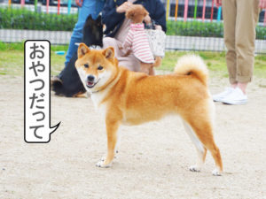 柴犬コマリ　ドッグラン