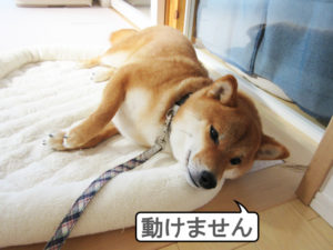 柴犬コマリ　行き倒れ