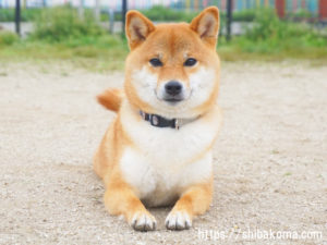 ドッグランの柴犬コマリ