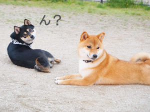 柴犬コマリ　ドッグラン