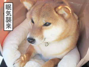 柴犬コマリ　車　クレート