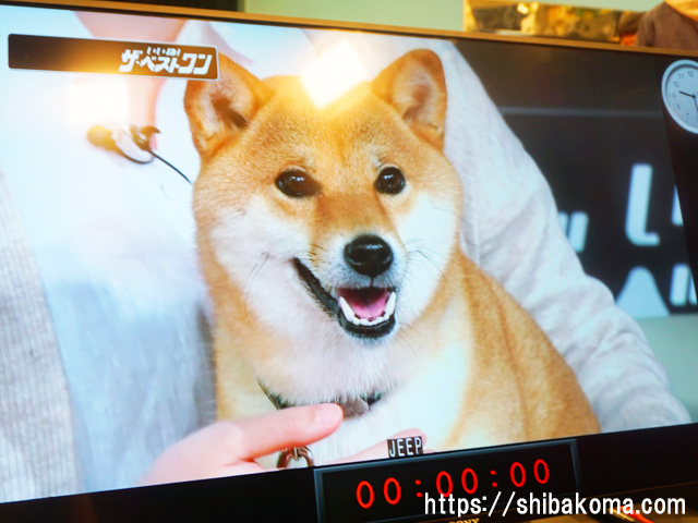 静岡テレビに出演した柴犬コマリ