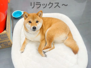 柴犬コマリ　静岡テレビ　Soleいいね