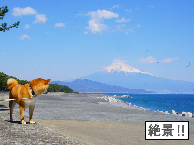 柴犬コマリ　三保の松原　富士山