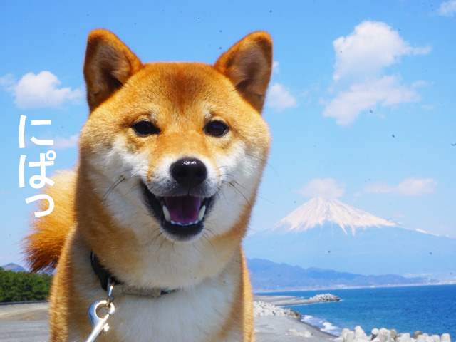 柴犬コマリ　三保の松原　富士山