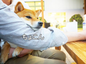 柴犬コマリ　ドッグラン