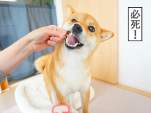 柴犬コマリ　換毛期　ブラシ