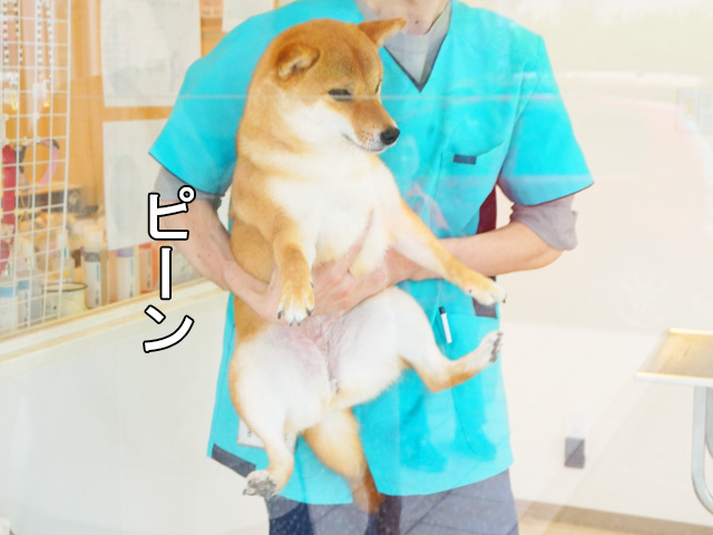 柴犬コマリ　シャンプー　動物病院