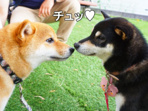 柴犬コマリ　御在所　ドッグラン