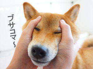 柴犬コマリ　柴犬