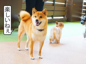 柴犬コマリ　ドッグラン