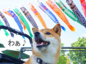 柴犬コマリ　ノリタケの森　鯉のぼり