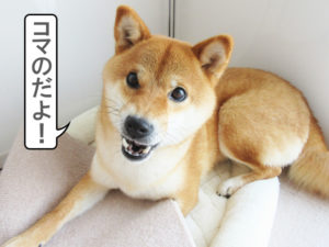 柴犬コマリ　マット