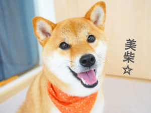 柴犬コマリ　シャンプー　動物病院