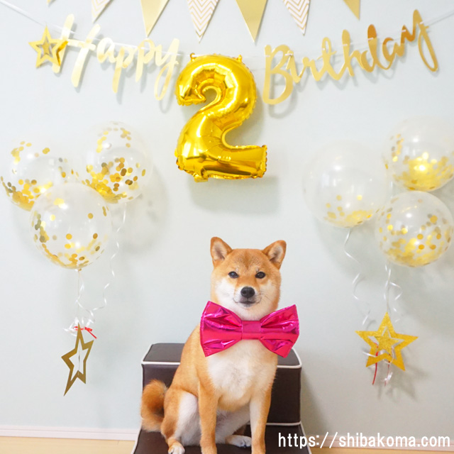 柴犬コマリ　誕生日