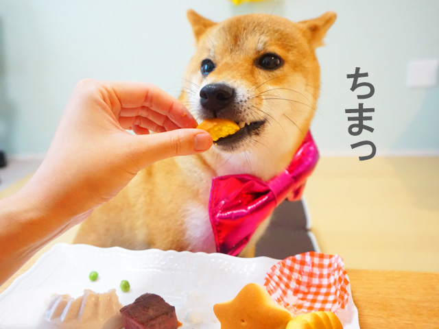 柴犬コマリ　誕生日　プレート