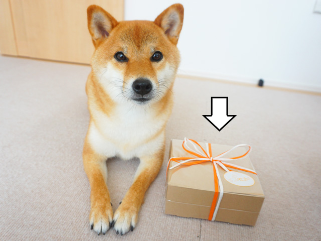 柴犬コマリ　誕生日プレゼント