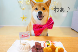 柴犬コマリ　誕生日　ごはん