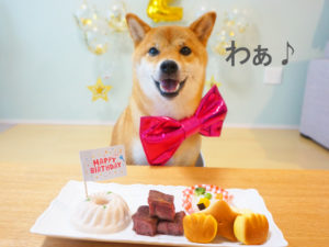 柴犬コマリ　誕生日　ごはん