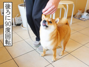 柴犬コマリ　しつけ教室