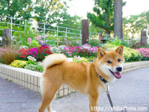 柴犬コマリ　名城公園　フラワープラザ