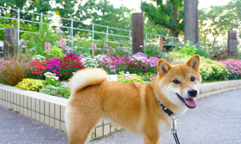 柴犬コマリ　名城公園　フラワープラザ