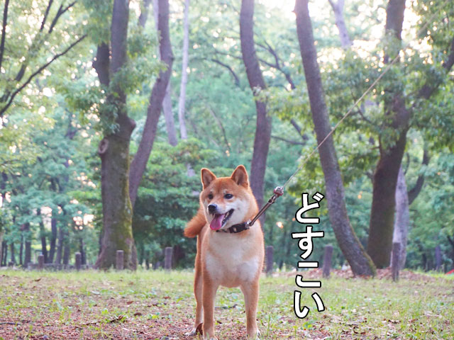 名城公園のクヌギと柴犬コマリ