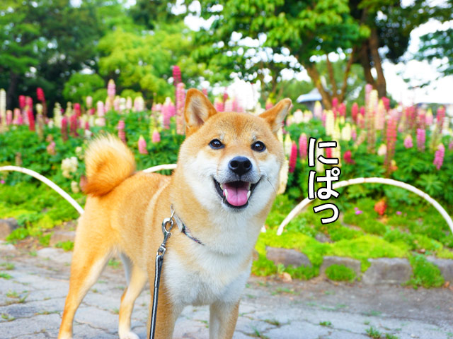 柴犬コマリ　名城公園