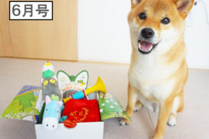 柴犬コマリ　PECOBOX ペコボックス