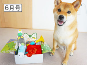 柴犬コマリ　PECOBOX ペコボックス