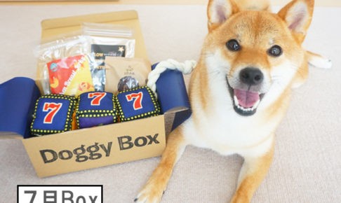 柴犬コマリ　doggybox　ドギーボックス