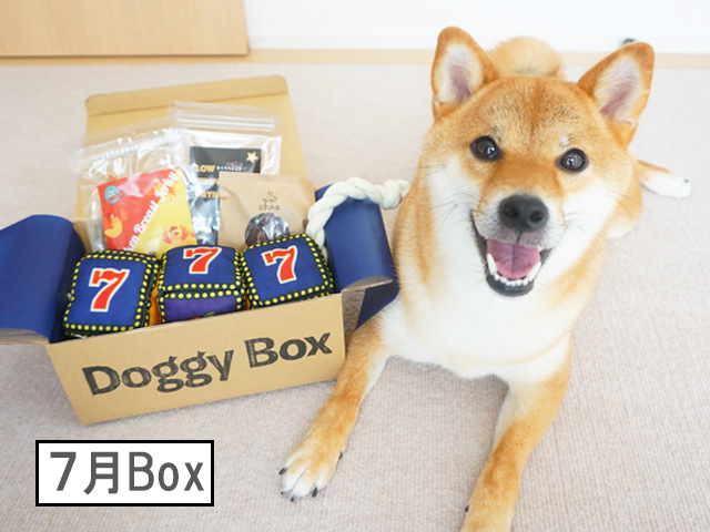 Doggy Box7月Box  柴犬コマリ学園