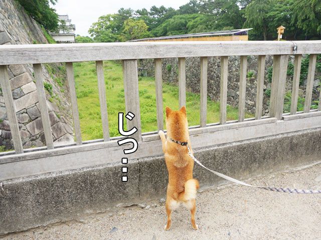 柴犬コマリ　名古屋城