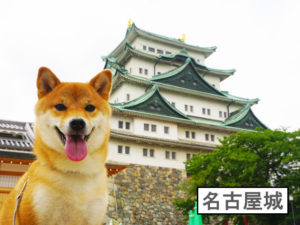 柴犬コマリ　名古屋城