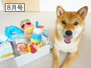 柴犬コマリ　pecobox ペコボックス