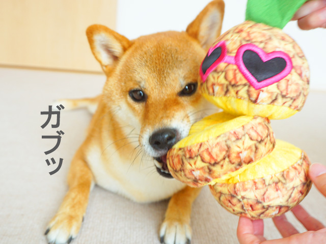 パイナップルおもちゃで遊ぶ柴犬コマリ