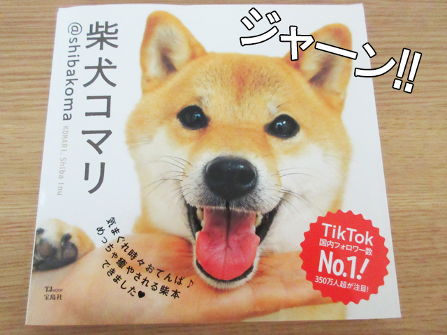 柴犬コマリ @shibakoma 写真集