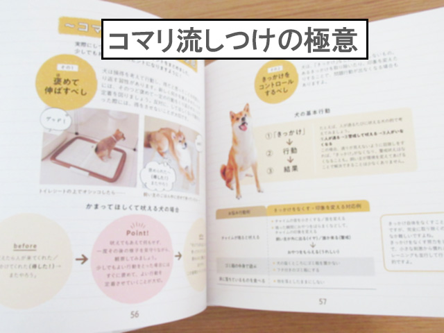 柴犬コマリ @shibakoma 写真集