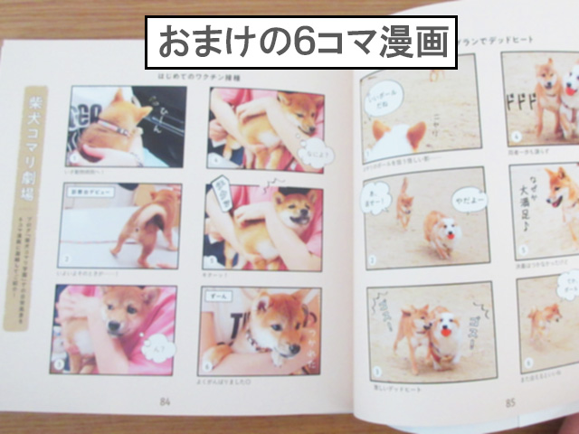 柴犬コマリ @shibakoma 写真集