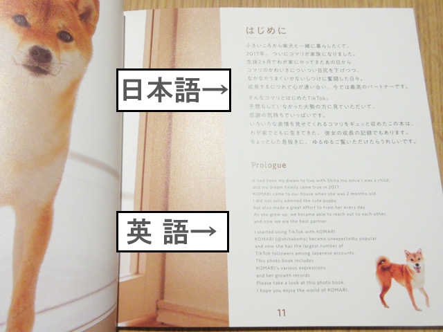 柴犬コマリ @shibakoma 写真集