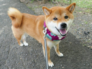 クールチューブ　すず首輪製作工房