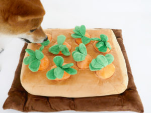 にんじん畑　柴犬コマリ